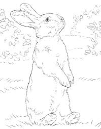 I'm really in of watership down fanarts so i need to make my rabbi. White Rabbit Standing On Hind Legs Coloring Page Free Printable Coloring Pages Rabbit Colors Animal Coloring Pages Coloring Pages