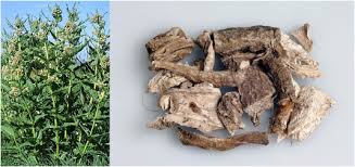 Image result for Aspidoglossum biflorum