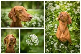 Meanwhile being excellent hunters they are ideal family members that are easy to live with: Hungarian Vizsla Puppies Ohio Bmo Show