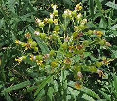Image result for Senecio sp.no.3