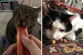 Shop chewy for low prices and the best cat interactive toys! 17 Puzzles On Amazon That Actually Challenge Cats
