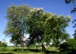 Image result for Acacia robusta