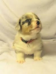 Call today to learn more about getting your very own corgi! Litter Of 5 Welsh Cardigan Corgi Puppies For Sale In Milwaukee Wi Adn 24177 On Puppyfinder Com Gender Male A Litter Of Puppies Corgi Cardigan Corgi Puppies
