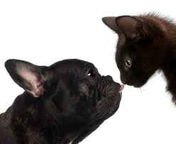 Whether it's 2 dogs hating on each other, or 2 cats or a cat and a dog sometimes we need to get involved to keep our pets from fighting and hurting each other. Do Cats And Dogs Hate Each Other Here Are Some Facts