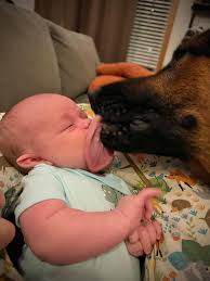 Dogs Licking Human Faces: Health Implications