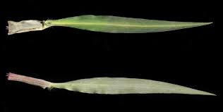 Image result for Commelina triangulispatha