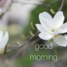60 Good Morning Images With Beautiful Flowers Updated 2019 Good Morning Flowers Morning Flowers Morning Images