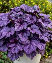Coral bells, or the heuchera are a group of small evergreen perennials commonly found as native plants in north american woodlands, and they've been ignored until recently. Bpdd9fna9be8am