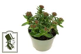 Image result for Crassula alsinoides