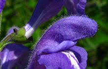 Image result for Scutellaria schweinfurthii