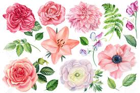Maybe you would like to learn more about one of these? Delicate Flowers Roses Lilies Anemones Sweet Peas Ranunculus Dahlia Watercolor Drawings Stock Photo Picture And Royalty Free Image Image 156612081