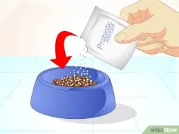 Malteser welpe hallo zusammen ! Was Du Gegen Dunnen Stuhlgang Beim Hund Tun Kannst Wikihow