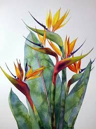 Watercolor Bird Of Paradise Png Watercolour Virtuoso Kitipong Ti Botanical Art Plant Painting Watercolor Flowers