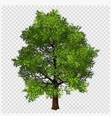Download transparent background stock vectors. Download Transparent Background Photo Shop Trees Png Tree Clipart Transparent Free Transparent Png Download Pngkey