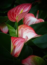 Pin By Atelier Tmp On Plants Anthurium Flower Anthurium Pretty Plants