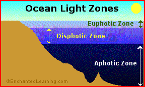 Sunlit Ocean Euphotic Zone Enchantedlearning Com