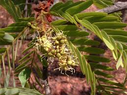 Image result for Brachystegia boehmii