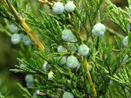 Image result for Juniperus