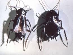 Image result for Culcasia orientalis