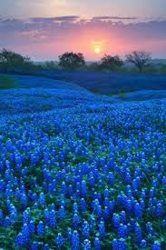 Check spelling or type a new query. Free Download Bluebonnets Backgroundswallpaper Pinterest Texas Bluebonnets 480x720 For Your Desktop Mobile Tablet Explore 39 Bluebonnet Backgrounds Wallpaper Texas Wildflower Wallpaper Bluebonnet Wallpaper Desktop High Resolution Picture Of