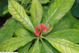 Image result for Rauvolfia nana