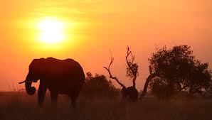 Free for commercial use no attribution required high quality images. African Landscape With Elephant And Stock Footage Video 100 Royalty Free 3842762 Shutterstock