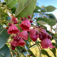 Image result for Brachystegia utilis × microphylla