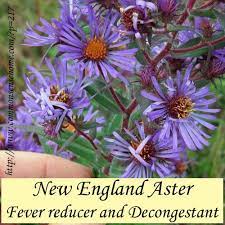 New England Aster Weekly Weeder 12 Medicinal Plants Plant Identification Edible Wild Plants