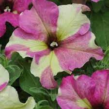 Petunia Sophistica Lime Bicolor Petunia Flower Petunias Flower Seeds