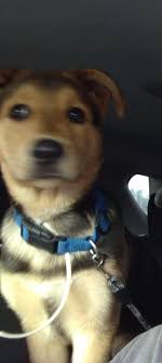 Anyone see this guy around the buttes anywhere. His name is kujo