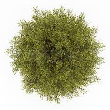 Tree Top View Images Stock Pictures Royalty Free Tree Top View Photos And Stock Photography Tree Photoshop Trees Top View Tree Plan Png