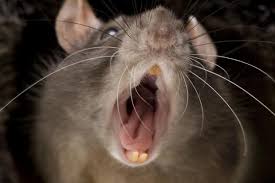 Three Month Old Baby Girl Is Eaten Alive By Monster Rats After Her Mother Left Her Home Alone To Go On All Night Drinking Binge