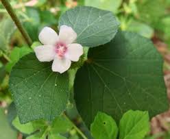 Image result for Urena