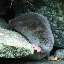 Image result for Urochloa brevispicata