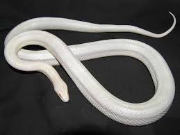 Black And White Corn Snake Morph Prettiest Corn Snake Morph Page 2 Corn Snake Snake Pretty Snakes