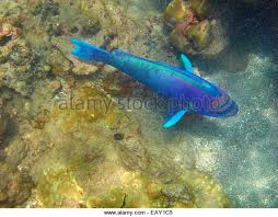 Swimmers are often greeted by a rainbow of reef inhabitants, including tangs, parrotfish, butterfly fish, moorish idols. Spectacled Parrotfish Chlorurus Perspicillatus Hanauma Bay Nature Preserve Ocean Dwellers Underwater Stock Photography