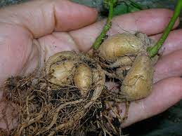 Resep bubur kacang hijau bahannya : Murah Mudah Didapati Tapi Power Manfaatnya 7 Khasiat Kacang Botol Yang Ramai Tak Tahu