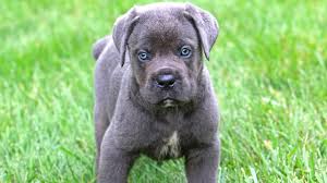 Great with kids and good guardian. Cane Corso Puppies For Sale Ohio Street Ks 250004