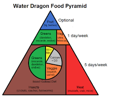 water dragon food pyramid complete critter