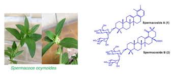 Image result for Spermacoce ocymoides