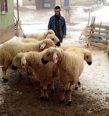 Mi Piace 3 586 Commenti 17 Sivas Kangal Koyunu Kangal Koyun Su Instagram Sayfamizi Takip Ederek Destek Verebilirsiniz Kangal Koyun Kangal Koyu Nel 2020