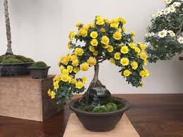 I found an old bonsai mart catalogue the other day from over 20 years ago with many products relating to soil health. Tiny Flowers Big Hit Chrysanthemum Bonsai Longwood Gardens