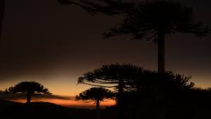 Image result for Arauk rie Araucaria