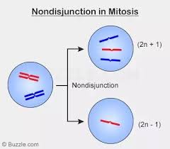 Meiosis is a type of cell division that reduces the number of chromosomes in the parent cell by half and produces four gamete cells. What Kind Of Cells Are Produced At The End Of Meiosis Quora