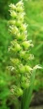 Image result for Panicum graciliflorum