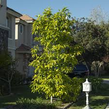 Image result for Magnolia champaca