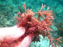 Image result for Cyathula cylindrica