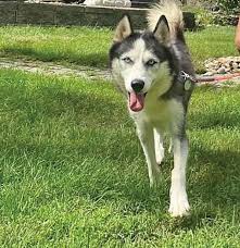 Find your pet at Peyton's Place animal rescue