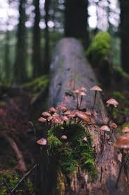 Pin By Stacey Miller On A Walk In The Woods Green Nature Woods Photography Stuffed Mushrooms