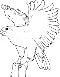 How To Draw A Falcon Step By Step Drawing Guide By Dawn Dragoart Com Draw two ovals for the head and body of the peregrine falcon. how to draw a falcon step by step